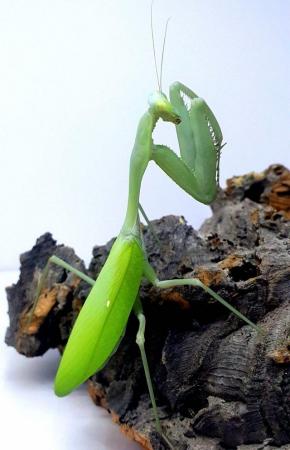 Image 3 of Praying Mantis Giant Asian Nymph, Hierodula Membranacea