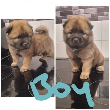 Image 6 of Amazing chow chow x pups for sale