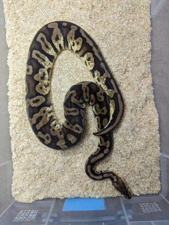 Image 6 of Racks and ball pythons for sale