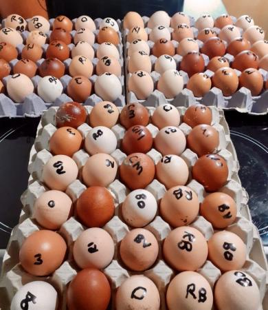 Image 1 of Tray of Large Fowl Hatching Eggs For Sale