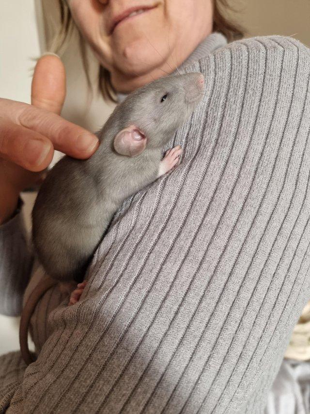 Preview of the first image of DUMBO RATS 2x Males AVAILABLE!! Cute!!.