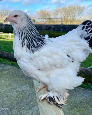 Image 2 of BRAHMA POINT OF LAY PULLETS FOR SALE