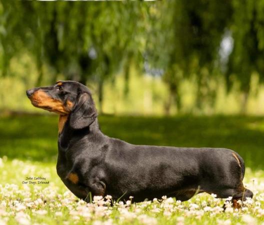 Image 4 of Strong and Healthy Dachshunds