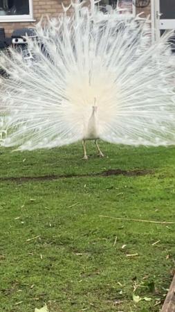 Image 5 of Male Peacock White Adult