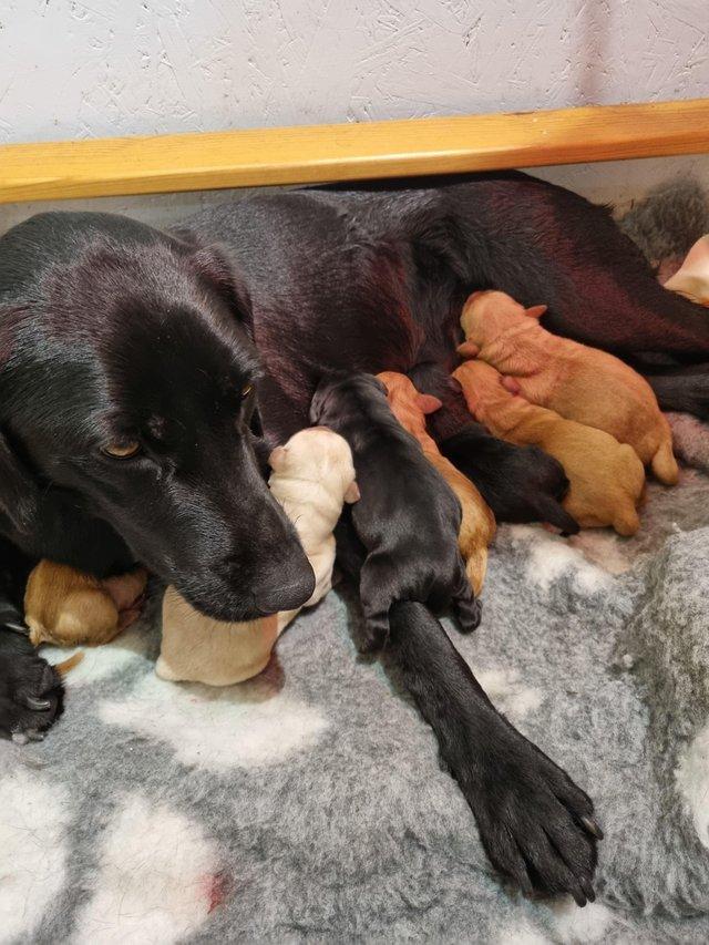 Preview of the first image of Stunning labrador puppies.