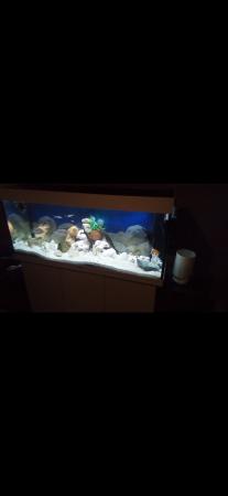 Image 5 of Full aquarium and all equipment including fish