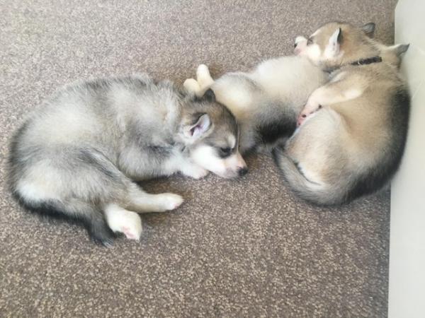 Image 17 of Gorgeous Siberian husky puppies for sale!