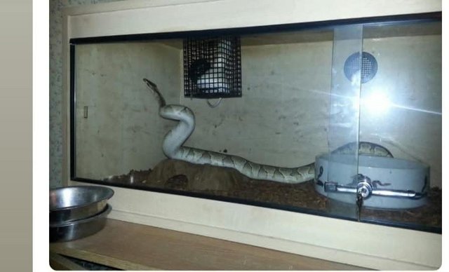 6 snakes 2 vivs 6 stack with all heat mats bowels