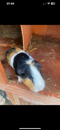 Image 5 of Double hutch and 2 guinea pigs (brothers)