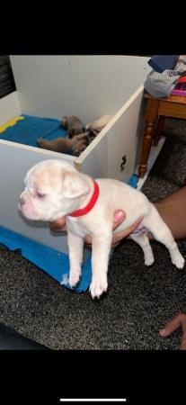Image 1 of Fluffy carrier French Bulldog