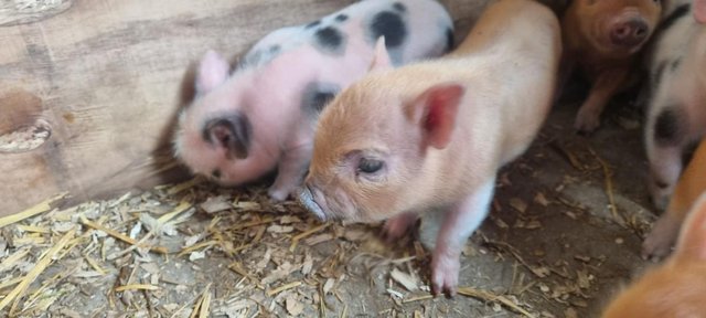 Image 9 of 4 week old Micropigs /minipigs bred from exceptional parents