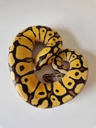 Image 2 of Royal Pythons ( Male proven breeder & cinny candino F 2023)