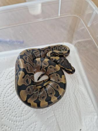Image 6 of Baby royal pythons snakes