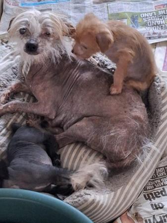 Image 4 of Very rare crestiepoo puppies (chinese crested Cross poodle)