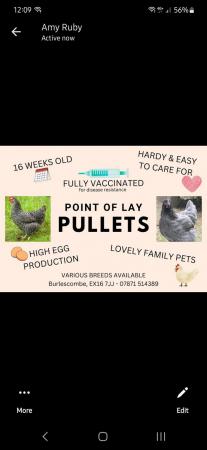 Image 1 of ??????Point of Lay Pullets??????