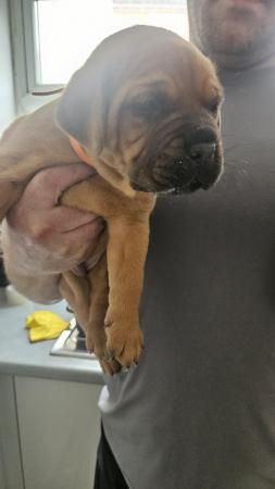 Image 1 of 5 week old doge bordeaux X mastiff !£500 or nearest offer!