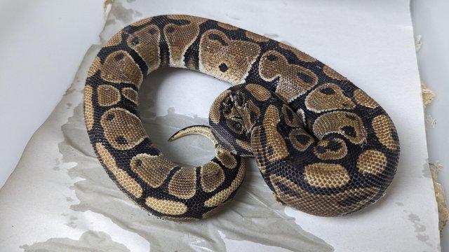Image 25 of Whole collection of royal pythons for sale