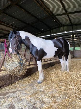 Image 10 of 13hh LightlyBacked Cob Mare Riding Pony/Ride & Drive Project