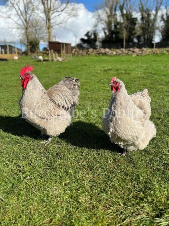 Image 2 of Lavender Orpington largefowl Hatching eggs postage available