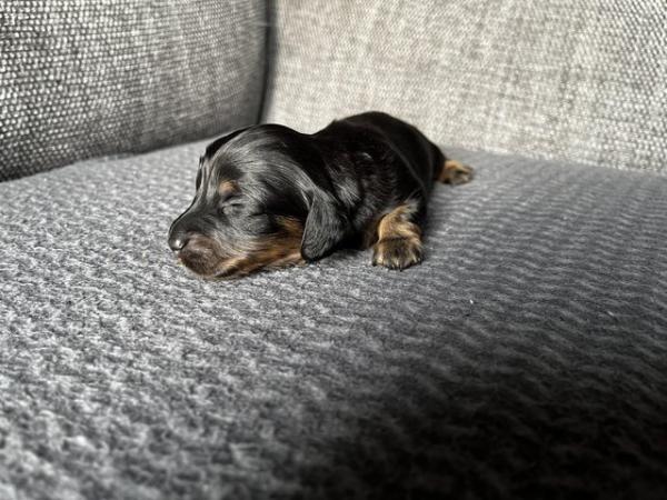 Image 5 of Long Haired Miniature Dachshunds