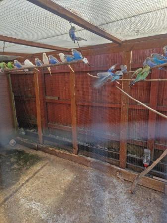 Image 2 of Blue and green budgies for sale