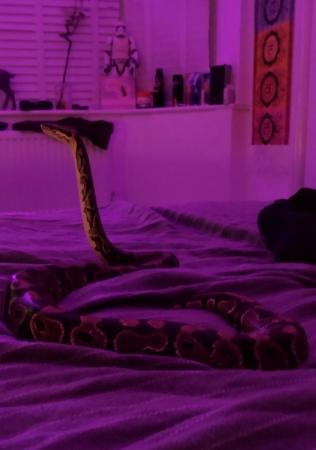 Image 3 of Ruby the Royal Pythonthree and half years old