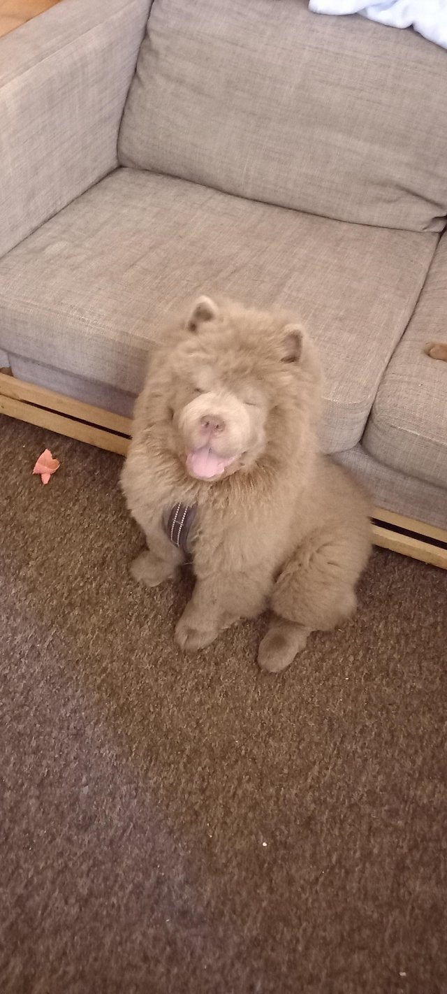 Preview of the first image of Chow chow male lilac puppy.