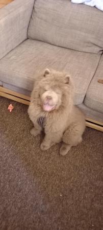Image 1 of Chow chow male lilac puppy
