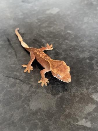 Image 3 of Crested gecko hatchlings and juvenile for sale, available