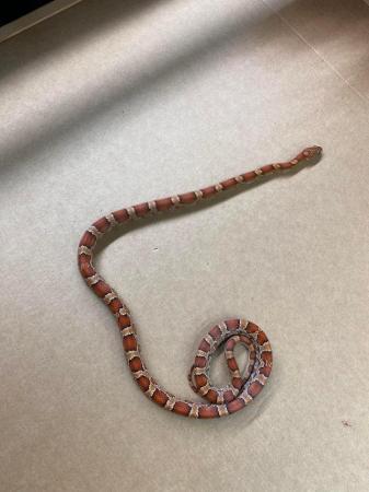 Image 5 of Het palmetto corn snake £75 Each Female