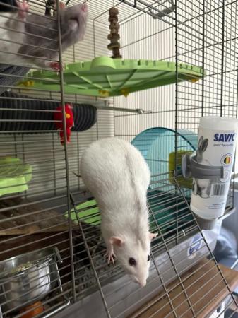 Image 6 of 2 Male Rats (10 months old)