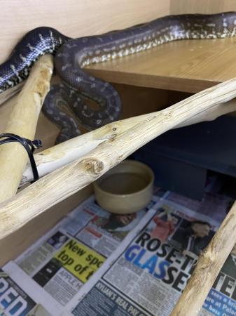 Image 1 of Male Bredli python for sale