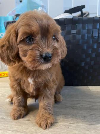 Image 1 of Cavapoo puppies ( parents Heath checked clear)