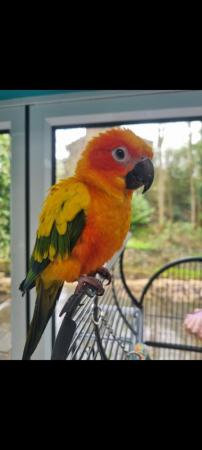 Image 2 of 18 month old beautiful Sun conure