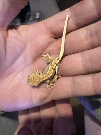 Image 4 of Lily white crested geckos for sale