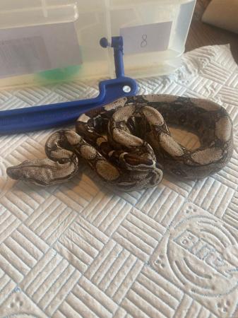 Image 14 of Boa Constrictor Babies for sale
