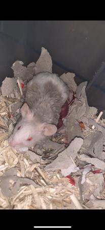 Image 1 of Male and female mice AVAILABLE! ONLY £5 EACH