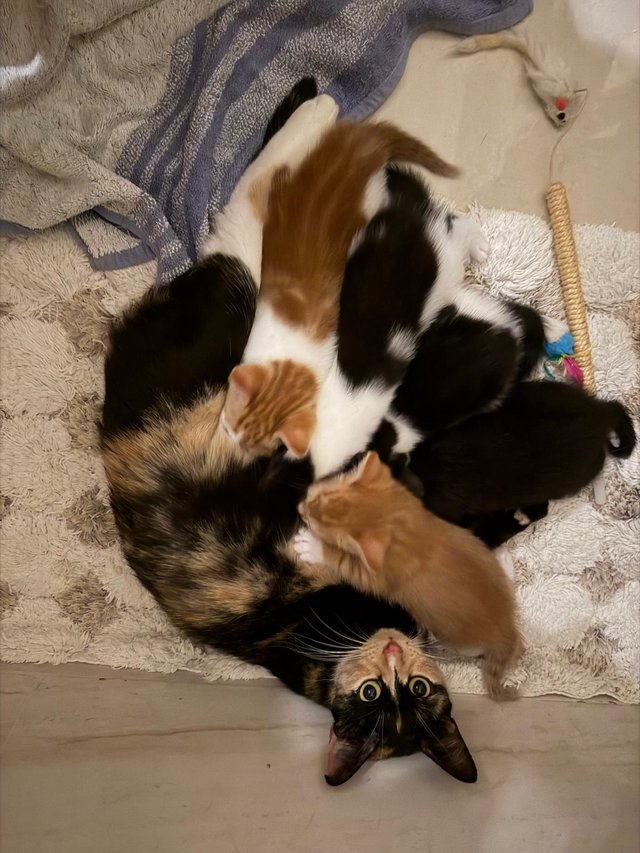 9 week old kittens looking for a new home — photo 4 of 4