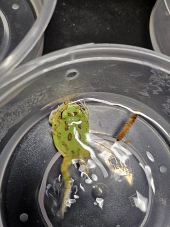 Image 3 of Baby pac-man frogs.greens and yellows