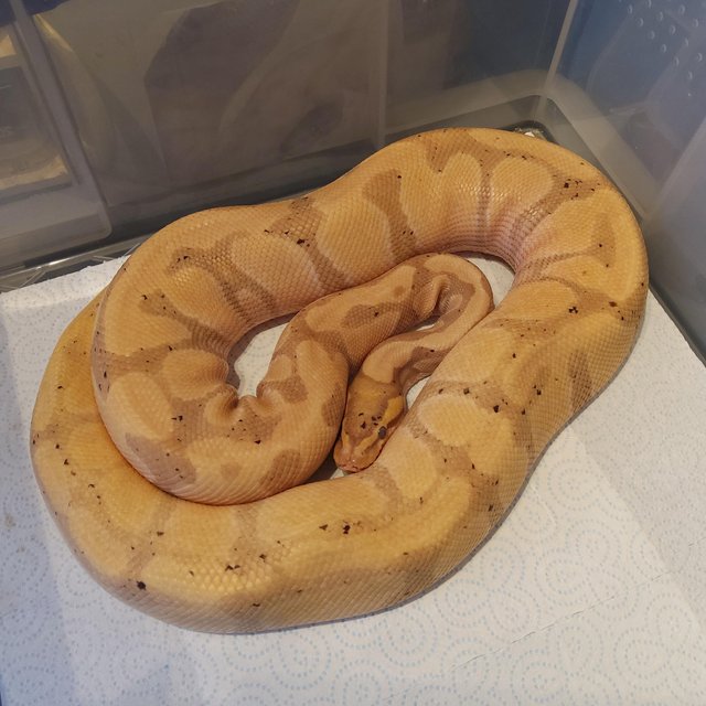 Preview of the first image of Cb19 Male Banana Enchi Cinnamon Het Clown..