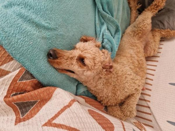 Image 6 of Spayed Miniature Poodle (3years old) Seeks Devoted Home