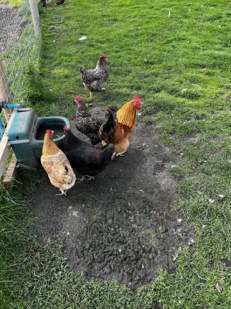 Image 1 of In lay hens for sale mixed variety