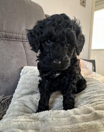 Image 9 of Available Now. Only 2 left Miniature poodle x cockerpoo