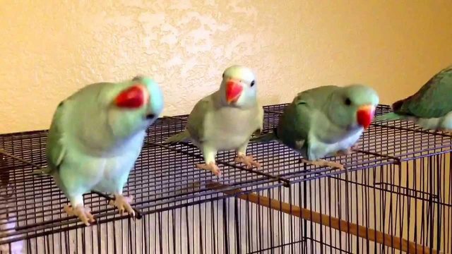 Preview of the first image of Want Indian ringneck parrot babies.