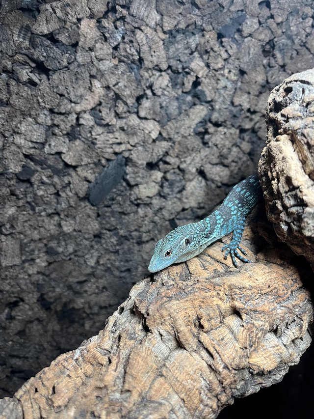 Preview of the first image of Blue tree monitor (varanus macraei).