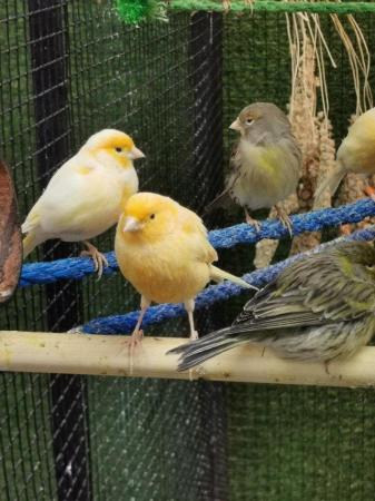 Image 5 of Canarys canaries yellow Fife diamorphic harlequin Mosaic LDN