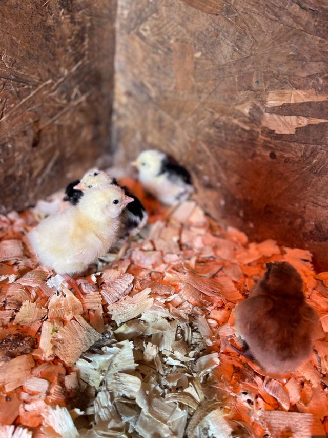 Preview of the first image of Rhode Island Red Chicks (Unsexed) - 1 week old.