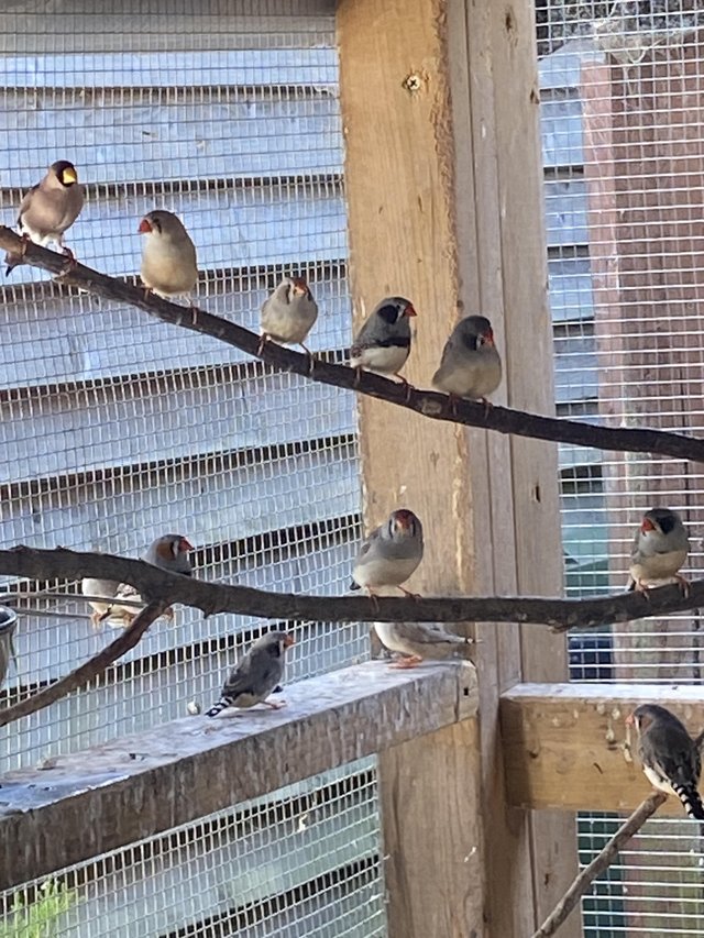 Zebra finches aviary bred — Pets & Animals in Maldon