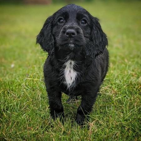 Image 9 of Ready Now Exceptional KC Working Cocker Spaniel Puppies