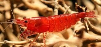 Image 1 of Red cherry shrimps for sale ( neo caridina davidi shrimps)